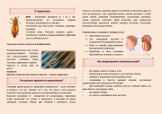 Что такое педикулез? Меры профилактики